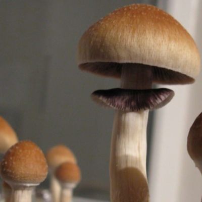 Magic mushroom, Paddo